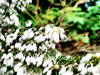 Close-up of white flowers