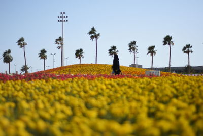 Palm trees on field against sky