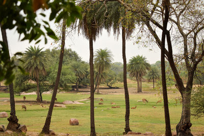 Palm trees on field against sky