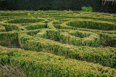 Scenic view of agricultural field