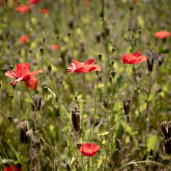 Close-up of red poppy flowers on field