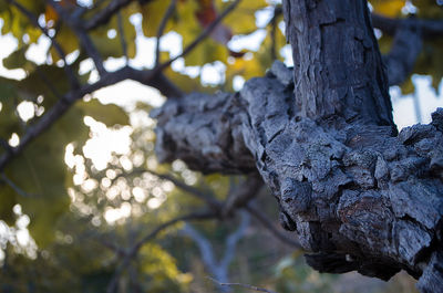 Close-up of tree trunk