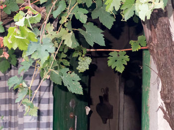 Close-up of plants hanging against door