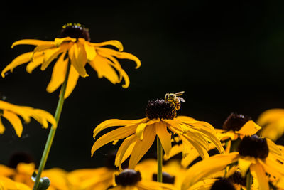 Close-up of bee on yellow flower