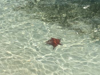 High angle view of turtle in swimming pool