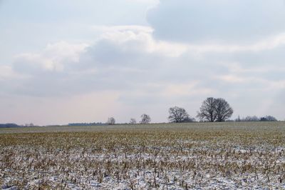 Scenic view of field against sky