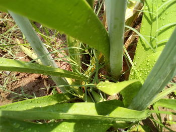 Close-up of insect on plant