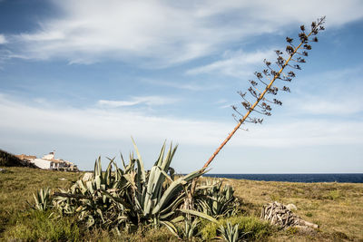 Plants growing on field by sea against sky