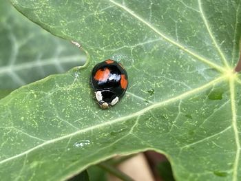 Close-up of ladybug on leaf