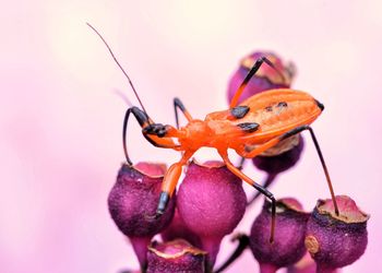 Close-up of insect on plant