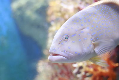 Close-up of fish swimming in sea