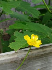 Close-up of yellow flowers