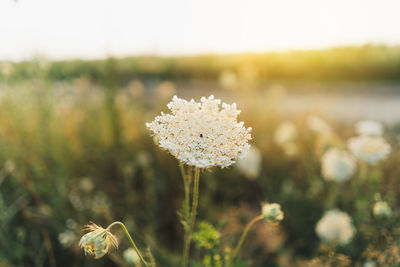 Close-up of flowering plant on field