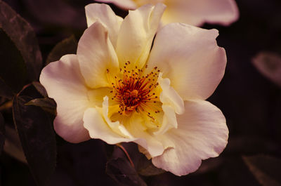 Close-up of yellow flower blooming outdoors