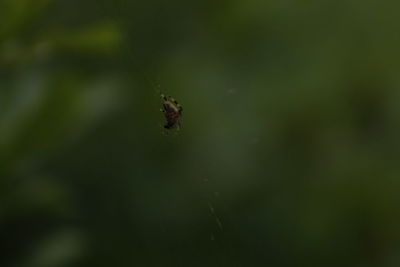 Close-up of spider on plant