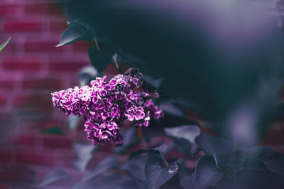 Close-up of pink flowering plant