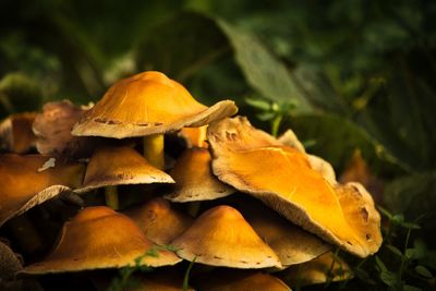 Close-up of mushroom growing on field