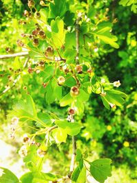 Close-up of plant