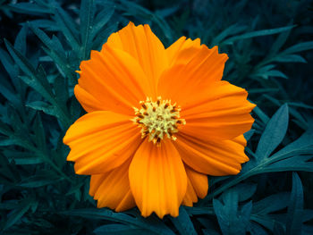 Close-up of orange flower blooming outdoors