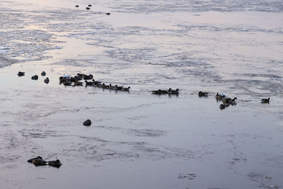 High angle view of people on snow covered land