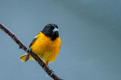 High angle view of bird perching outdoors