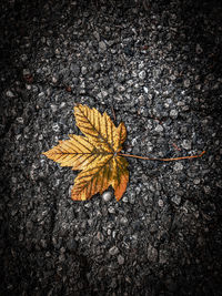 High angle view of maple leaves on street