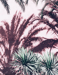 Low angle view of palm tree against sky