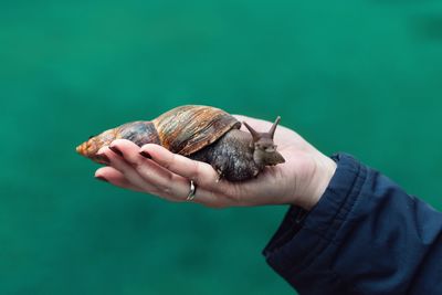 Cropped hand of woman holding snail