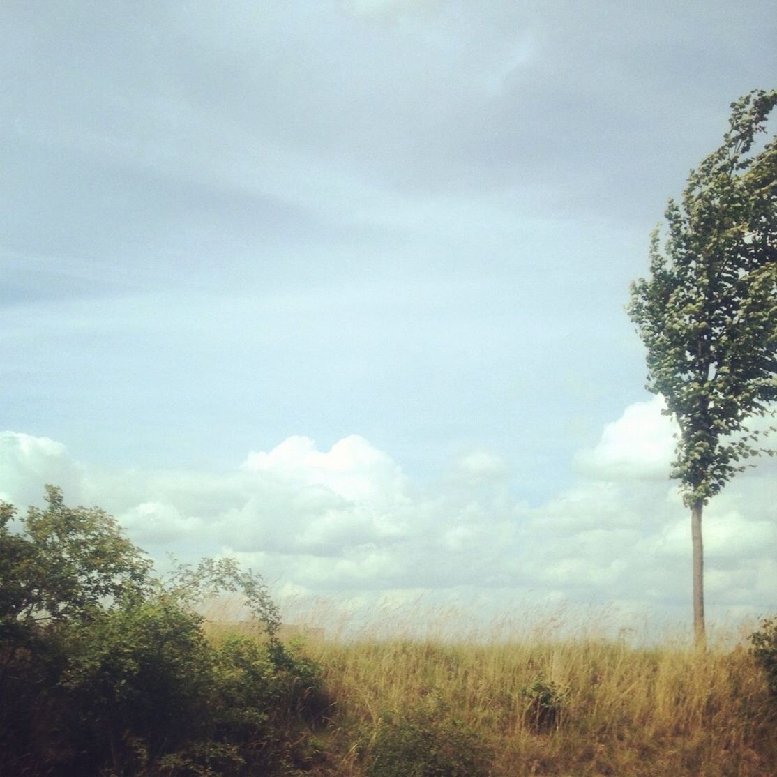 sky, tree, low angle view, cloud - sky, tranquility, growth, nature, tranquil scene, beauty in nature, scenics, cloud, cloudy, day, outdoors, no people, field, idyllic, non-urban scene, blue, landscape