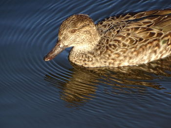 High angle view of mallard duck swimming in lake