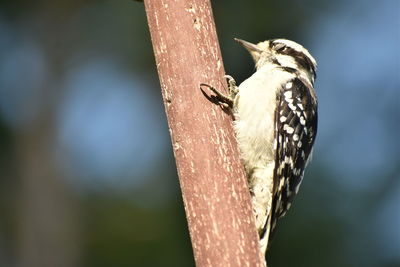 Close-up of bird perching on wood