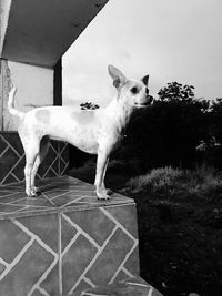 Portrait of dog standing against plants