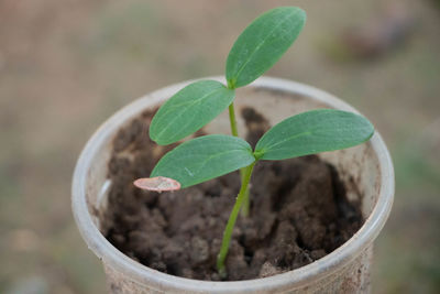 Close-up of potted plant