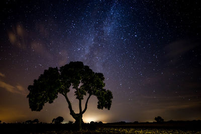 Low angle view of trees against sky at night