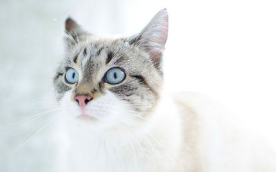 Close-up portrait of a cat