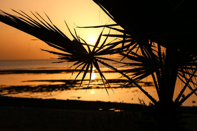 Silhouette palm trees on beach against sky during sunset