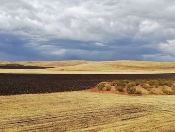 Scenic view of agricultural field against sky