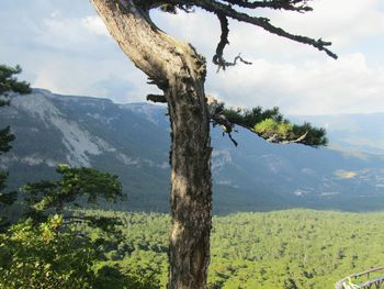 Tree on landscape against sky