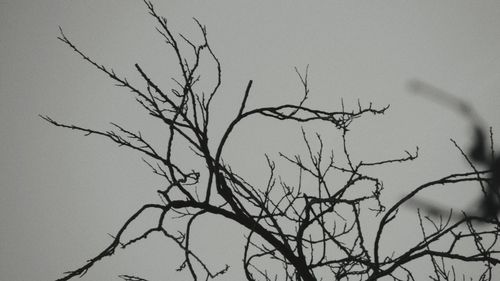 branch