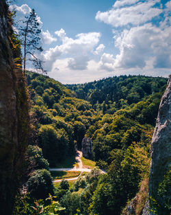 Scenic view of forest against sky