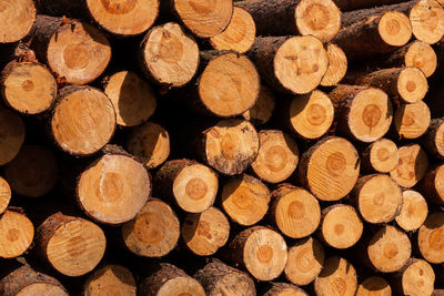 timber