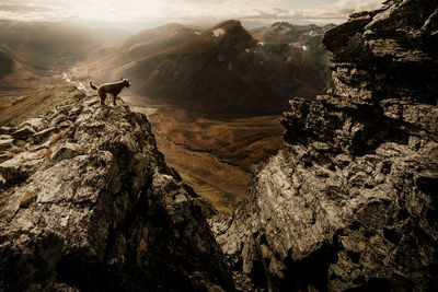 A dog standing on a peak of the mountain dyrdalstind located in sunmoere, norway