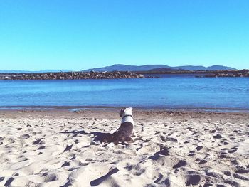 Dog on beach against clear blue sky