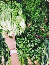 Cropped hand of person holding vegetables