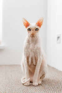 Portrait of white cat sitting at home