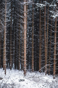 Winter forest.