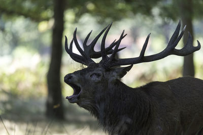 Close-up portrait of deer