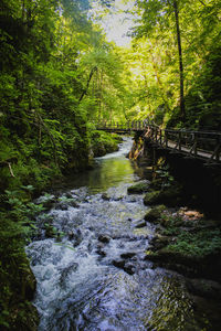Stream flowing through rocks in forest