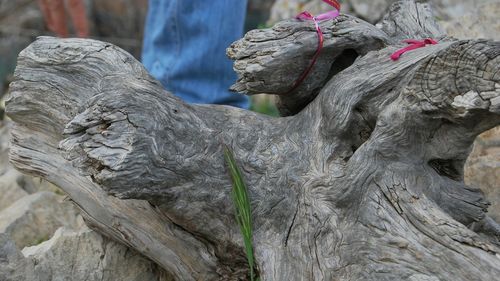 Close-up of statue