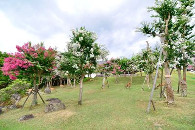 Trees on field against sky